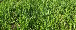 Heavy Italian ryegrass infestation in wheat