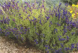 Penstemon Margarita BOP – Penstemon heterophyllus