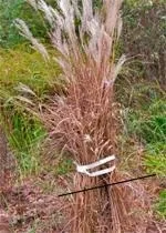 ornamentalgrasses02