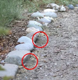 Bees will nest along straight lines or under the shade of rocks. The two small piles of soil next to the stones were excavated by bees to create their nests.