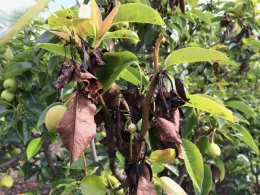 A pear tree branch showing symptoms of fire blight, with unhealthy brown and shriveled leaves alongside immature green pears.