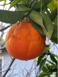 A close-up of an over-ripe ripe orange with a wrinkled surface, hanging from a green-leaved branch.