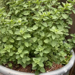 Oregano by Shin Liu
