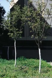 Two white-painted tree trunks with green leaves stand in grass, with a concrete structure in the background.