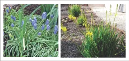Grape hyacinth & Cape balsam
