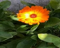 calendula 2