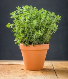 Oregano-in-Pots1