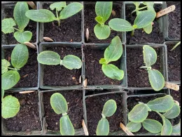 Bright green squash seedlings sprout in small containers filled with dark soil, labeled with types like "Cucumber" and "Butternut."