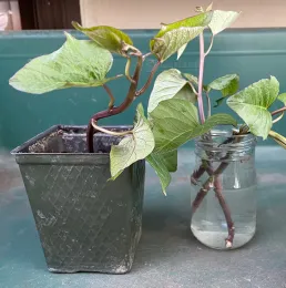 Two sweet potato slips with young leaves: one planted in a dark green pot and another in a clear jar filled with water, showing some new roots.