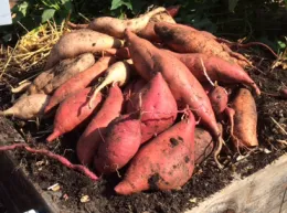 A cluster of freshly harvested brown and reddish-pink sweet potatoes in various shapes, resting on dark soil.