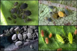 Four close-up photos showing different aphid species on plant surfaces: black, multicolored, gray waxy, and green aphids in clusters.