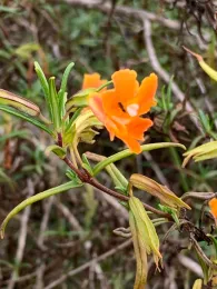 San Diego Monkeyflower by Karen Merrill