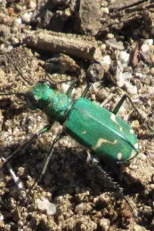 Sierra Tiger Beetle by Cliff Hawley