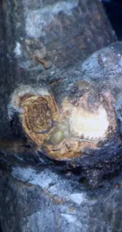 A compound bud that is cut into to show brown tissue