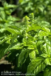 A close-up of a healthy basil plant with glossy green leaves and a flowering spike at the top, set against a blurred background of more basil.