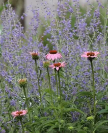 Russian sage and coneflower