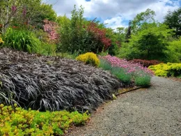 Ophiopogon and Dianthus