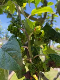 Leaf damage caused by aphids