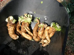 A wheelbarrow filled with freshly dug Belgian endive roots, displaying brown skin and green leafy shoots on top.