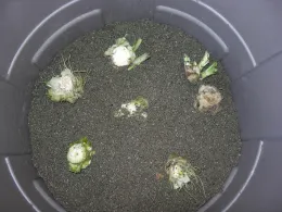A gray plastic container holds several Belgian endive plants in dark soil, displaying their white bulbous bases and green leaves.