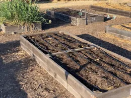 Raised garden beds featuring drip irrigation with dark soil, surrounded by wood chips and green plants.