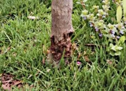 Tree trunk showing severe damage from mower blight, surrounded by lush green grass and small flowers.