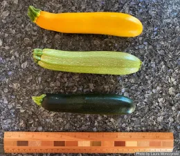 Three young zucchinis in yellow, light green, and dark green are arranged horizontally on a textured gray countertop, with a wooden ruler beneath measuring their lengths.