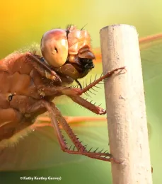 Flameskimmer with a bee breakfast. (Photo by Kathy Keatley Garvey)