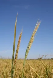 Weedy rice Type 3 (photo credit: Luis Espino)