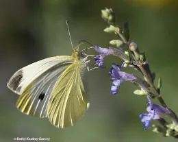 A male cabbage white butterfly, Pieris rapae. (Photo by Kathy Keatley Garvey)