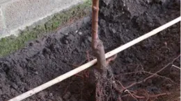 Plant bare root plants with the graft union at least 2-4 inches above soil level.