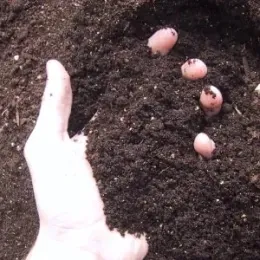 Soil Testing