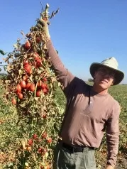 Scott Stoddard, UC Cooperative Extension Merced-Madera Counties Vegetable Crops and Soils Farm Advisor