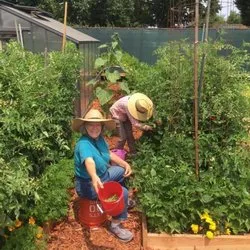 C.Odonnell MG Harvesting at the GEC