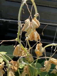 Withered, dried cucumber vines with papery tan leaves clinging to wire trellis supports.