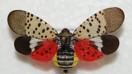 Adult spotted lanternfly with spread wings, featuring beige spotted forewings and vibrant red hindwings, set against a white background.