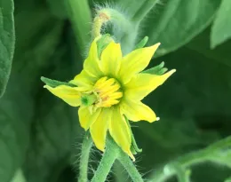 Close-up of a yellow tomato blossom with five star-like petals and a central cluster of small yellow and green structures, surrounded by green leaves.