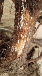 Bark pealed away to reveal oak root fungus, J. Alosi