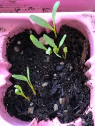 Several beet seedlings starting to grow out of soil in one cell of a pink six-pack container