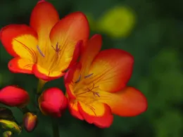 Close-up of vibrant orange and yellow Freesia flowers with smaller red buds against a blurred green background.