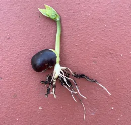 Germinated bean seed removed from soil to show the new roots