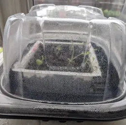 Plastic humidity dome covering seedling container