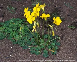 A cluster of yellow Bermuda buttercup flowers with green, clover-like leaves growing on sandy soil.