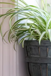 Vertically striped white and green plant in a white basket on a sunny windowsill.