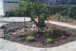 Twisty Baby and Bulbine last year