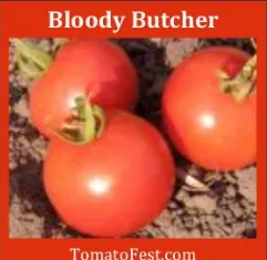 bloody butcher