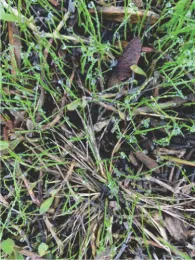 Bluegrass in kurapia