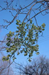 Mistletoe in walnut tree, Jack Kelly Clark, UC IPM