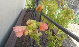 Closeup of Abutilon on shed