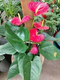 Anthurium Flamingo Flower, Emilee Warne
